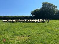 40 SUFFOLK MULE SHEARLING EWES - BIDS PER LIFE - 2
