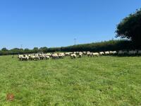 40 SUFFOLK MULE SHEARLING EWES - BIDS PER LIFE - 4