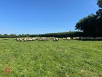 40 SUFFOLK MULE SHEARLING EWES - BIDS PER LIFE - 5