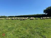 40 SUFFOLK MULE SHEARLING EWES - BIDS PER LIFE - 6
