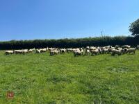 40 SUFFOLK MULE SHEARLING EWES - BIDS PER LIFE - 8
