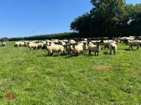 40 SUFFOLK MULE SHEARLING EWES - BIDS PER LIFE - 11