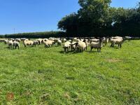 40 SUFFOLK MULE SHEARLING EWES - BIDS PER LIFE - 12