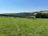40 SUFFOLK MULE SHEARLING EWES - BIDS PER LIFE - 13