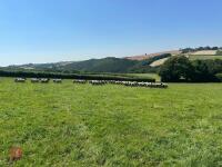 40 SUFFOLK MULE SHEARLING EWES - BIDS PER LIFE - 14