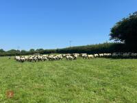 40 SUFFOLK MULE SHEARLING EWES - BIDS PER LIFE - 3