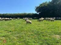 40 SUFFOLK MULE SHEARLING EWES - BIDS PER LIFE - 9