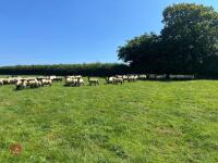 40 SUFFOLK MULE SHEARLING EWES - BIDS PER LIFE - 7