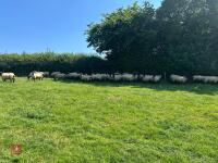 40 SUFFOLK MULE SHEARLING EWES - BIDS PER LIFE - 10