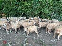 DISPERSAL OF PEDIGREE GREYFACE DARTMOORS - BIDS PER LIFE