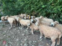 DISPERSAL OF PEDIGREE GREYFACE DARTMOORS - BIDS PER LIFE - 2