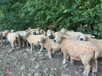DISPERSAL OF PEDIGREE GREYFACE DARTMOORS - BIDS PER LIFE - 3