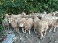 DISPERSAL OF PEDIGREE GREYFACE DARTMOORS - BIDS PER LIFE - 4