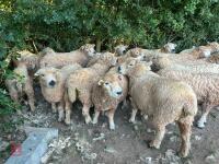 DISPERSAL OF PEDIGREE GREYFACE DARTMOORS - BIDS PER LIFE - 5
