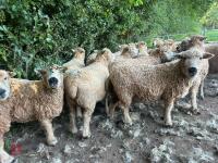 DISPERSAL OF PEDIGREE GREYFACE DARTMOORS - BIDS PER LIFE - 10