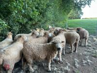 DISPERSAL OF PEDIGREE GREYFACE DARTMOORS - BIDS PER LIFE - 11