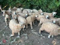 DISPERSAL OF PEDIGREE GREYFACE DARTMOORS - BIDS PER LIFE - 12