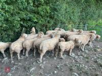 DISPERSAL OF PEDIGREE GREYFACE DARTMOORS - BIDS PER LIFE - 14