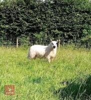 4MO PEDIGREE KERRY HILL RAM LAMB