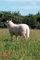 4MO PEDIGREE KERRY HILL RAM LAMB - 2