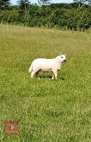 4MO PEDIGREE KERRY HILL RAM LAMB - 4