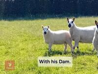 4MO PEDIGREE KERRY HILL RAM LAMB - 6