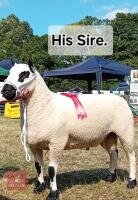 4MO PEDIGREE KERRY HILL RAM LAMB - 7