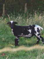 VALAIS BLACKNOSE WETHER LAMB