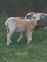 2 VALAIS BLACKNOSE EWE LAMBS - BIDS PER LIFE