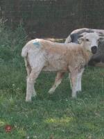 2 VALAIS BLACKNOSE EWE LAMBS - BIDS PER LIFE - 2