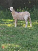 2 VALAIS BLACKNOSE EWE LAMBS - BIDS PER LIFE - 3