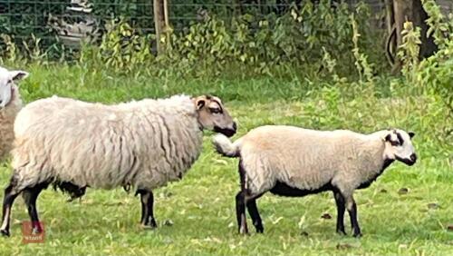 4YO PURE BRED BADGER FACE EWE AND LAMB - BIDS FOR THE GROUP