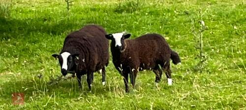 3YO BALWEN EWE AND WETHER LAMB - BIDS FOR THE GROUP