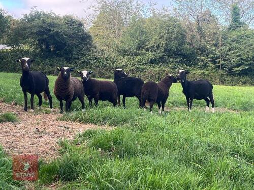 3 X 3YO BALWEN EWES WITH LAMBS AT FOOT - BIDS PER LIFE