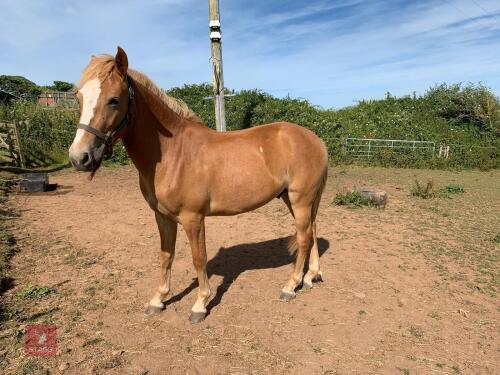 2YO NEW FOREST PONY GELDING