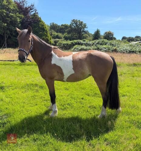 3YO WELSH X FILLY
