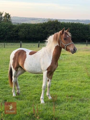 1YO WELSH X FILLY