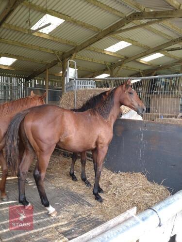 THOROUGHBRED YEARLING COLT