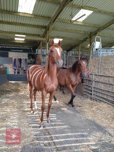 THOROUGHBRED YEARLING FILLY