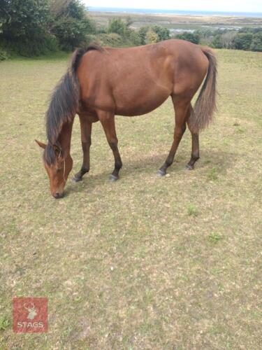THOROUGHBRED YEARLING FILLY
