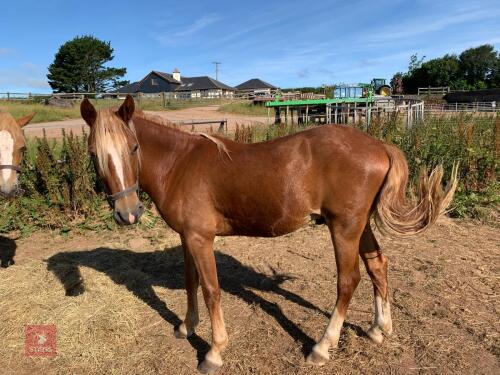 2YO NEW FOREST PONY GELDING