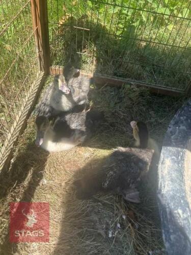 4 UNSEXED MUSCOVY DUCKLINGS - BIDS FOR THE GROUP