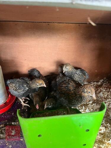 5 UNSEXED GOLD LACED WYANDOTTE BANTAMS - BIDS PER LIFE