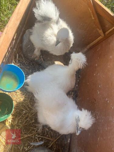 TRIO OF PURE BRED SILKIE BANTAMS - BIDS PER LIFE