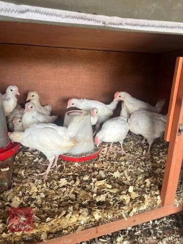 5 UNSEXED LEGHORN BANTAMS - BIDS PER LIFE