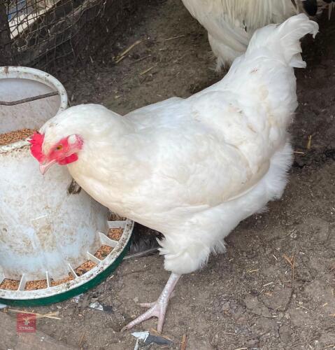 3 WHITE SUSSEX PULLETS
