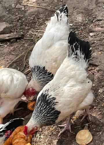 3 LIGHT SUSSEX PULLETS - BIDS PER LIFE