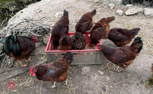 3 RHODE ISLAND RED PULLETS - BIDS PER LIFE