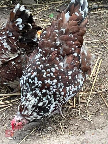 3 SPECKLED SUSSEX PULLETS - BIDS PER LIFE