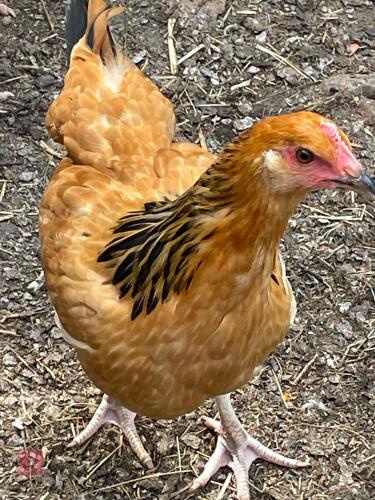3 X BUFF SUSSEX PULLETS - BIDS PER LIFE
